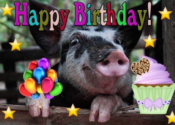 A5 Pig Birthday Card 