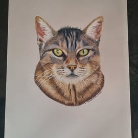 Fine art pencil drawing. Tabby cat original artwork NOT A PRINT