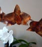 Copper orchid - Image 3