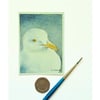Original ACEO  Seagull Portrait Miniature Painting, Watercolour 