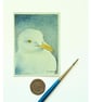 Original ACEO  Seagull Portrait Miniature Painting, Watercolour 
