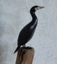 Miniature cormorant - Image 4