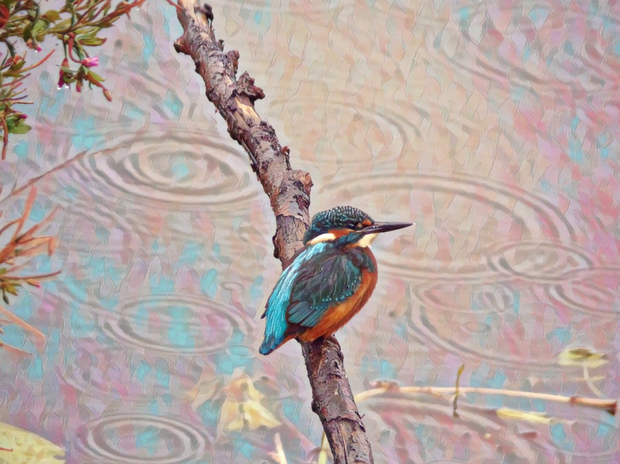 Kingfisher in the Rain Greeting Card A5 