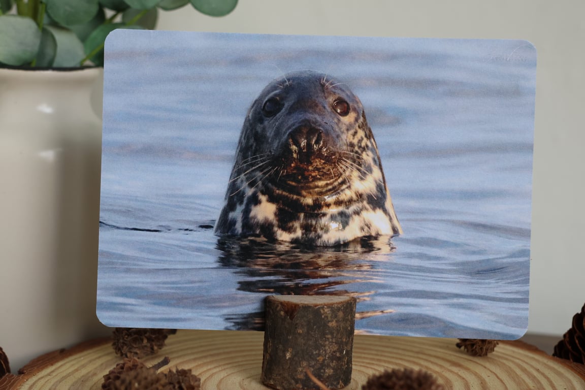 Grey Seal - Wildlife Postcard