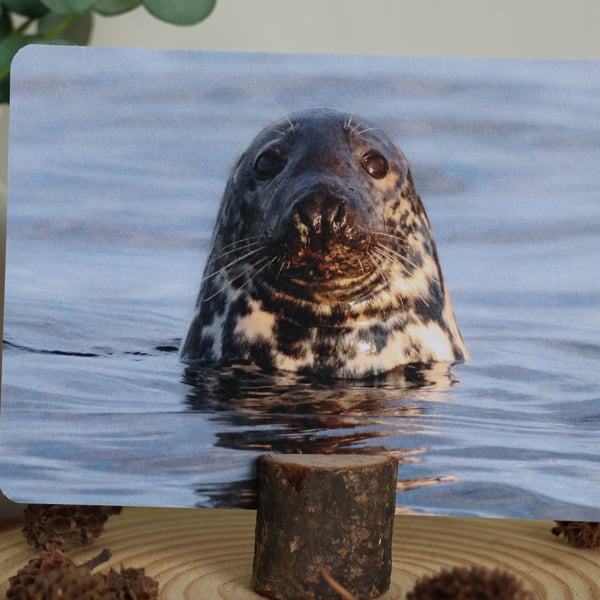 Grey Seal - Wildlife Postcard