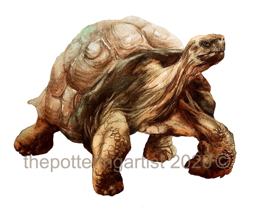 Watercolour Tortoise