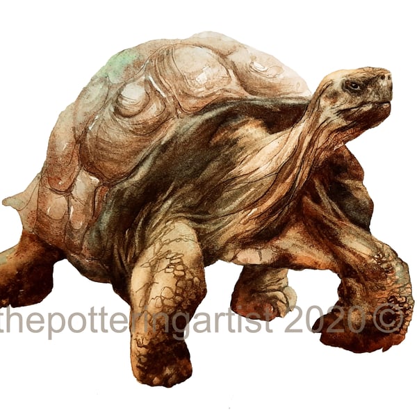 Watercolour Tortoise