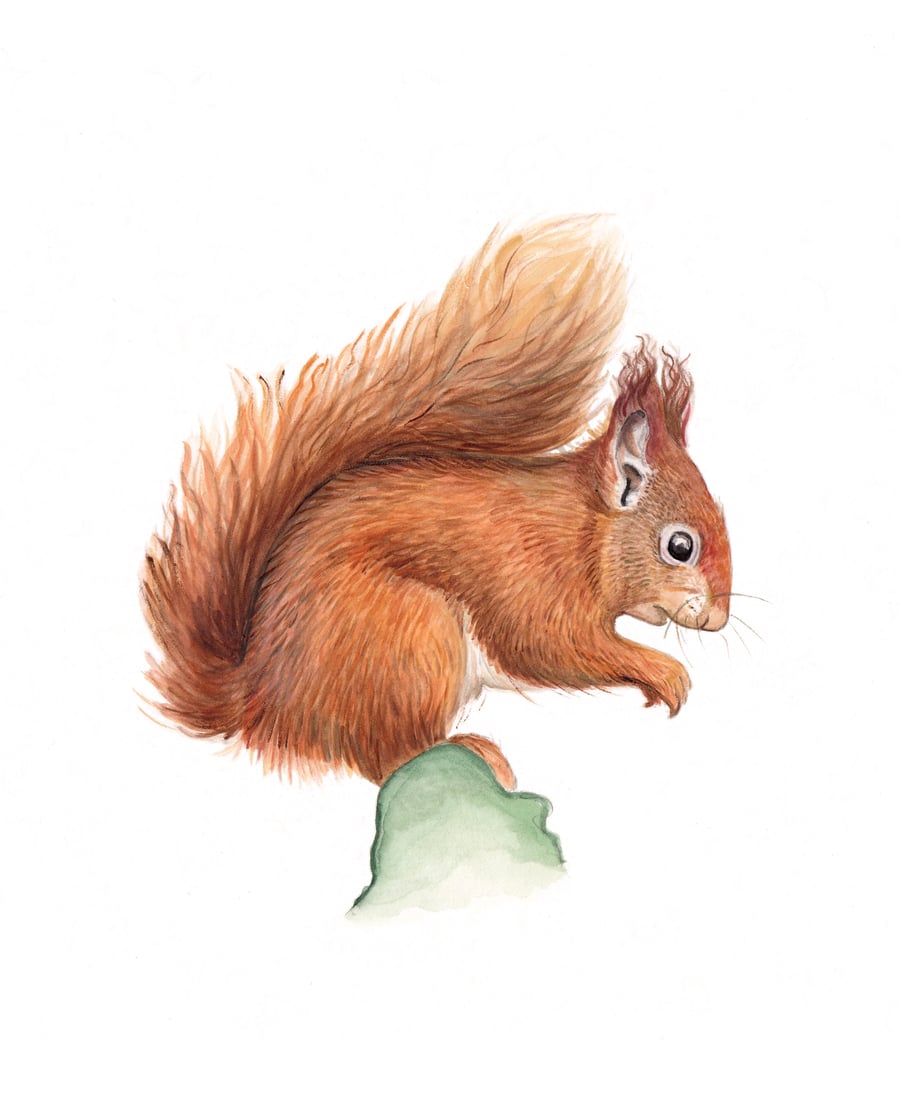 Squirrel mounted print