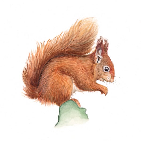 Squirrel mounted print