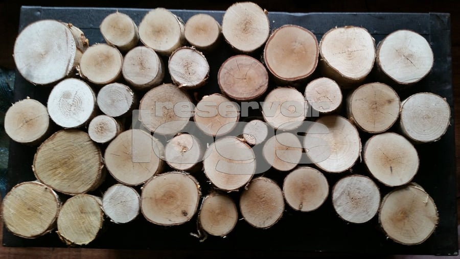 Round Log Slices - 50 Slices 50mm thick - Silver Birch various diameters 8-16cm