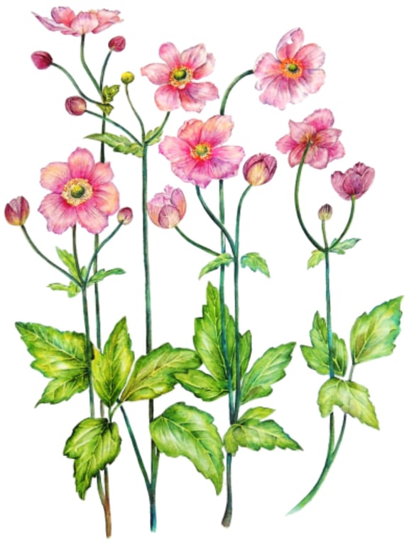 Botanical Watercolour Original Painting of Anenome Pink Flowers