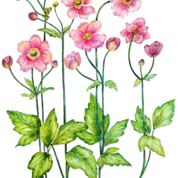 Botanical Watercolour Original Painting of Anenome Pink Flowers