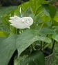 Eve - Glow in the dark ghost plant stake