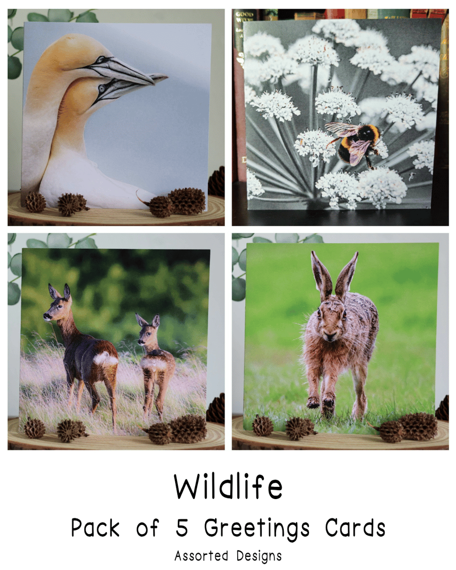 Wildlife - Pack of 5 Greetings Cards - Assorted Designs 