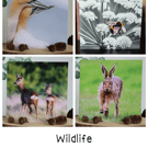 Wildlife - Pack of 5 Greetings Cards - Assorted Designs 