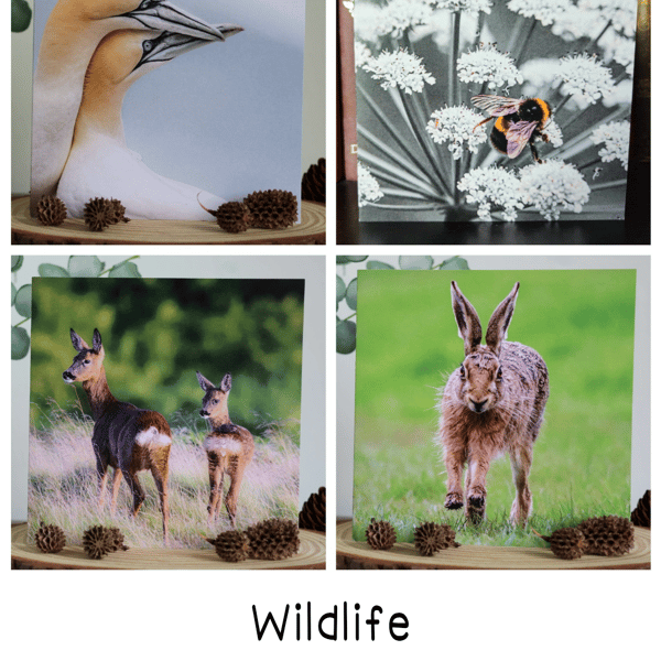 Wildlife - Pack of 5 Greetings Cards - Assorted Designs 