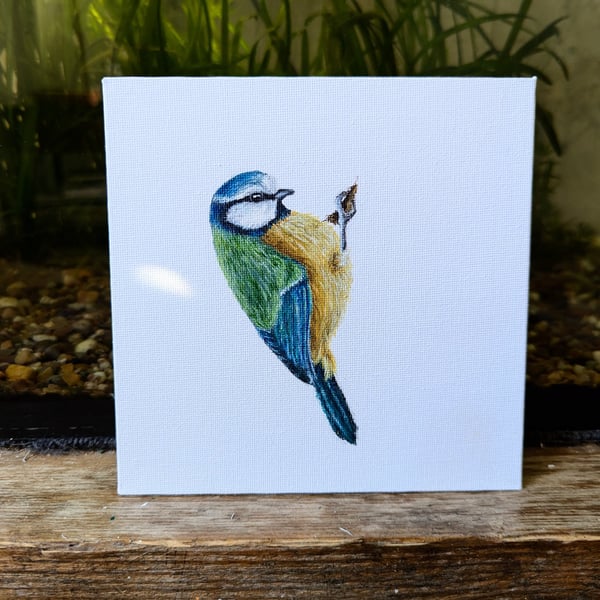 Blue Tit Bird Acrylic Painting 