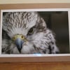 Hawk Photo  Greetings Card