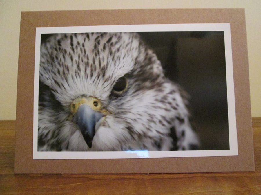 Hawk Photo Greetings Card