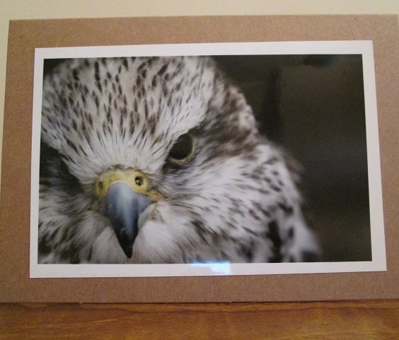 Hawk Photo Greetings Card