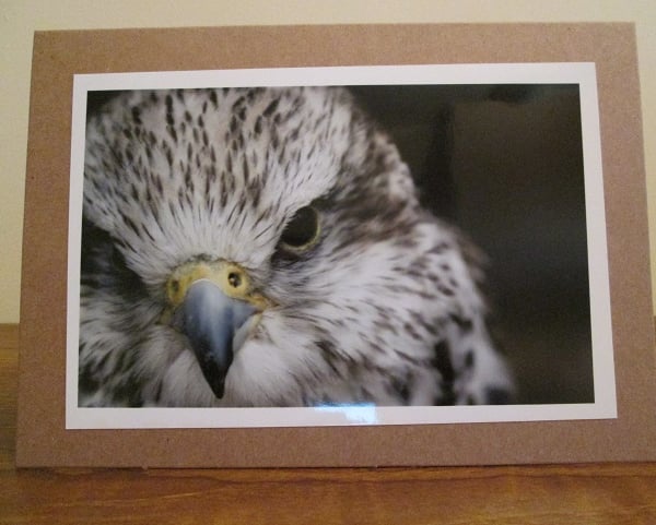 Hawk Photo Greetings Card