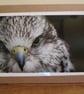 Hawk Photo Greetings Card - Image 1