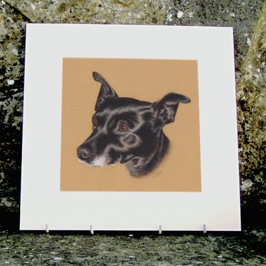 Little Black Dog Original Coloured Pencil Drawing