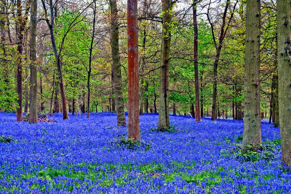 Bluebell Woods Greys Court Oxfordshire UK Photograph Print