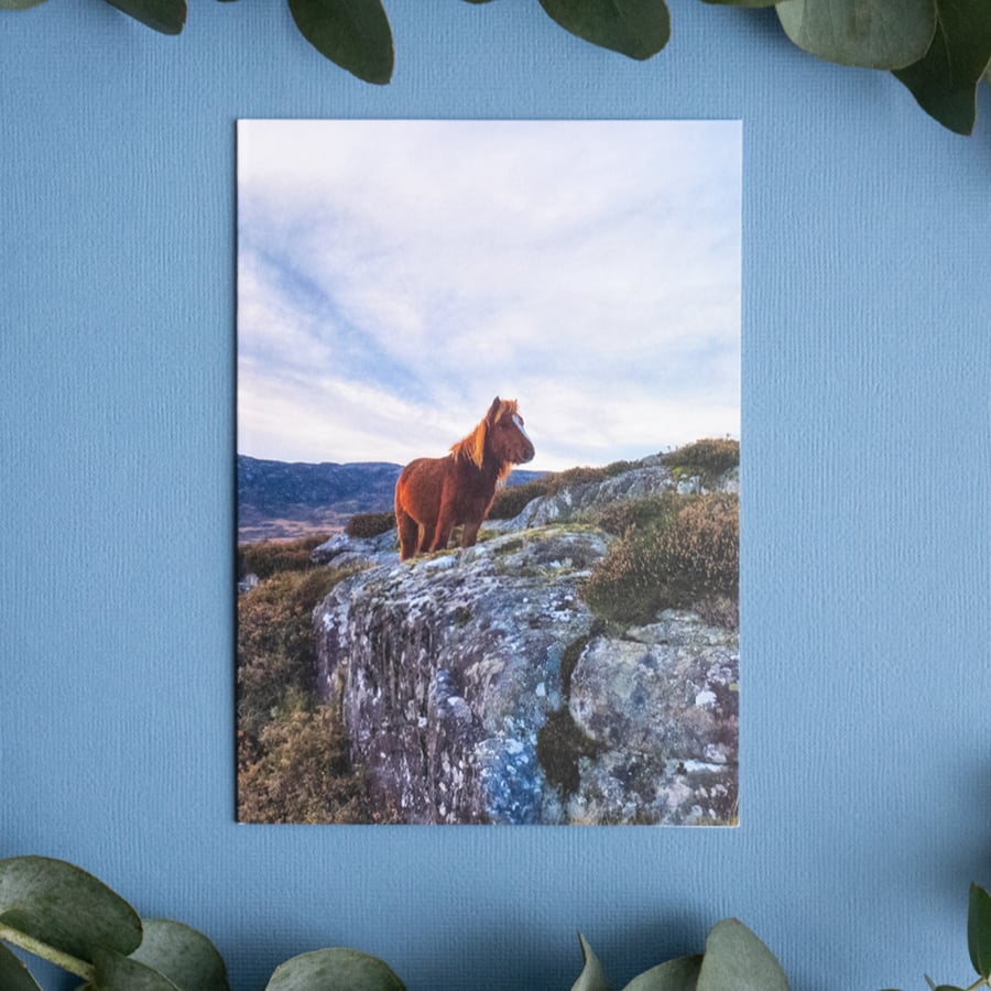 Blank Landscape Greeting Card - Pony, North Wales