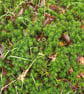 Juniper Moss Silver Pendant - Image 10