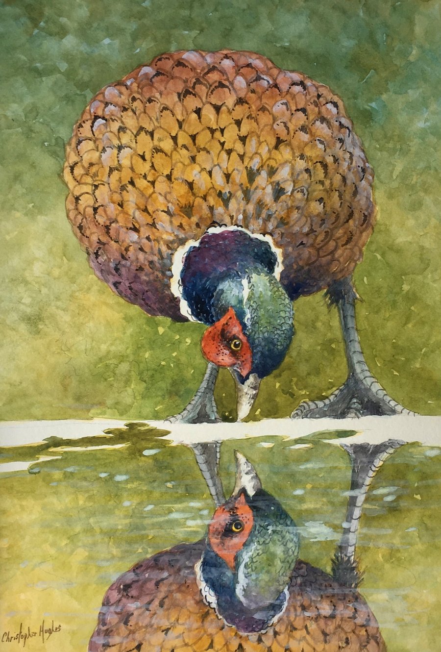 Pheasant Reflection. Signed Special Edition Print .