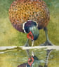 Pheasant Reflection. Signed Special Edition Print .