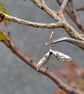 Sycamore seed Sterling Silver pendant  - Image 1