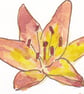ACEO Orange Lily Original Watercolour & Ink Painting OOAK Flower - Image 4