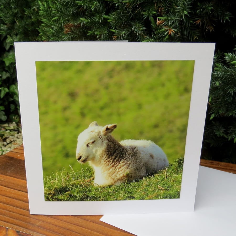Sheep.  A card featuring an original photograph.  Blank inside.