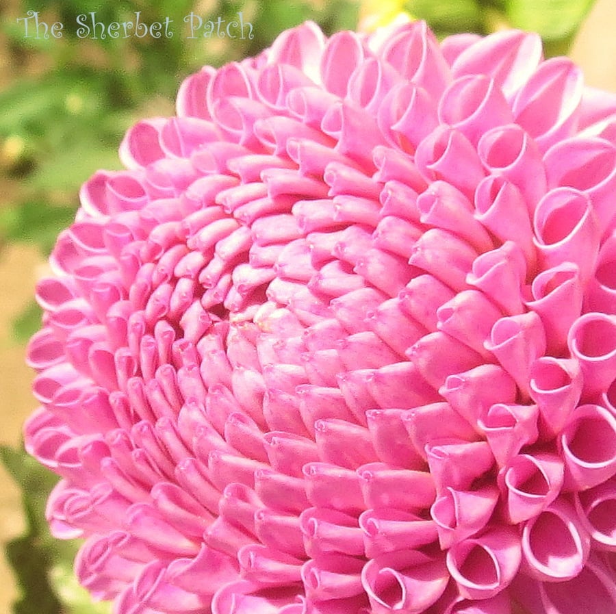 A card featuring an original photograph.  Blank inside.  Dahlia bud.