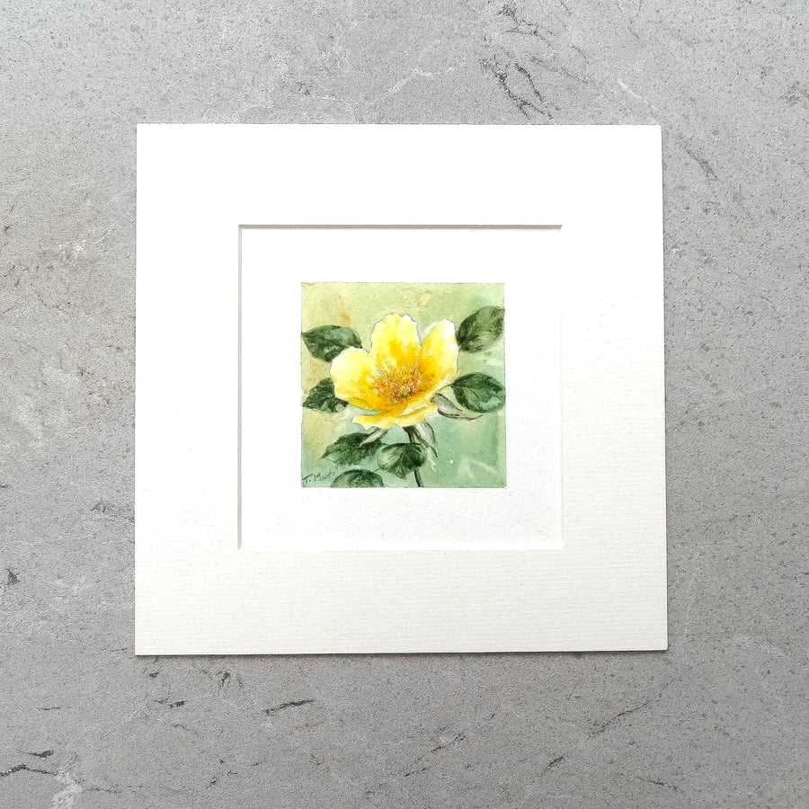 Original Art Miniature Watercolour Painting Floral 'Yellow Rose'   8" x 8" Mount