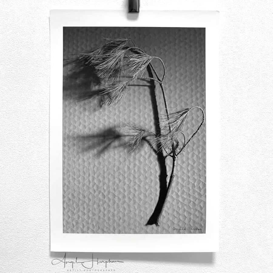 Image of Fine Art Photograph Pine Branch - A4 - Choice of Four Colours