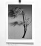Fine Art Photograph Pine Branch - A4 - Choice of Four Colours - Image 1