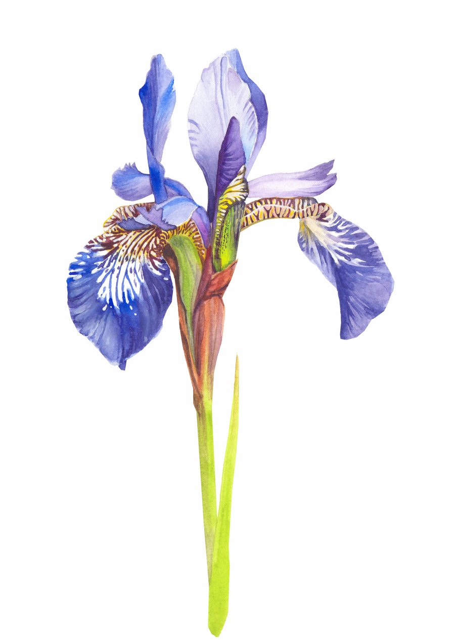 Iris Flower Botanical Art Digital Print