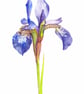 Iris Flower Botanical Art Digital Print - Image 2