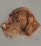 Wirehaired Pointer Dog Original Coloured Pencil Drawing - Image 2