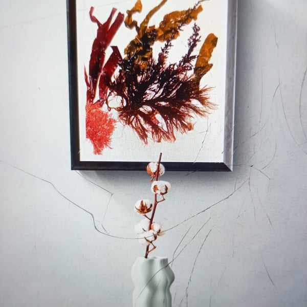 Real seaweed art