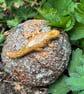 Stoneware sphere with lizard