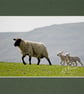 CJ139 - Following mum - Image 2