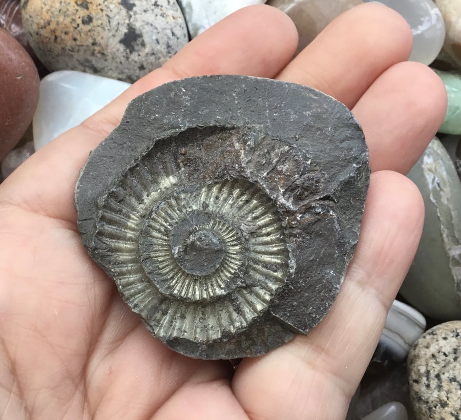 Golden Ammonite Fossil in Relief!  For Crafting Project or Photography Prop!