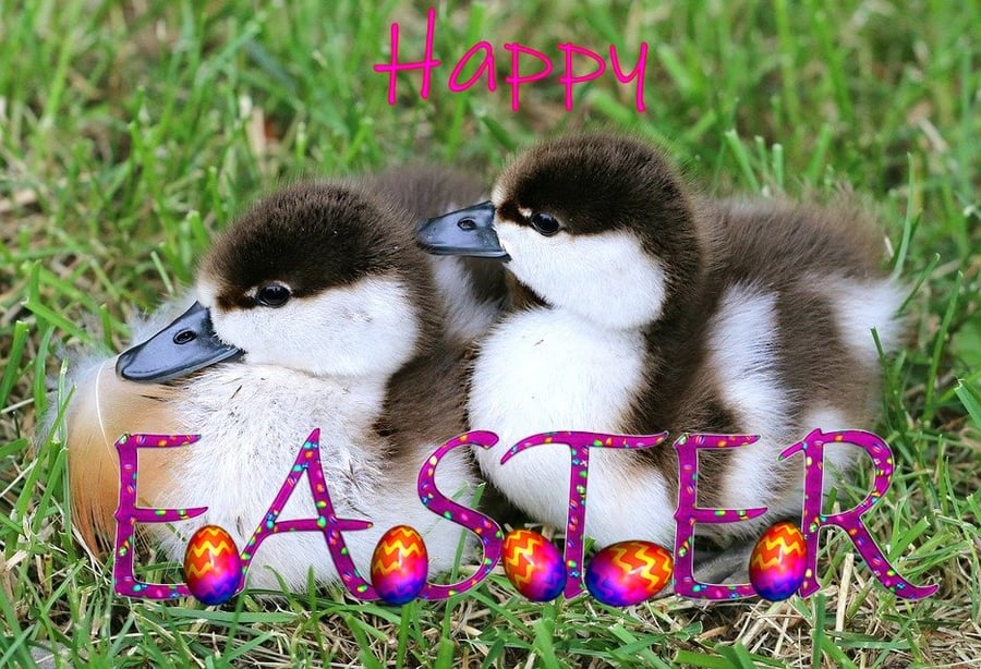 A5 Card Easter Duck Chicks 