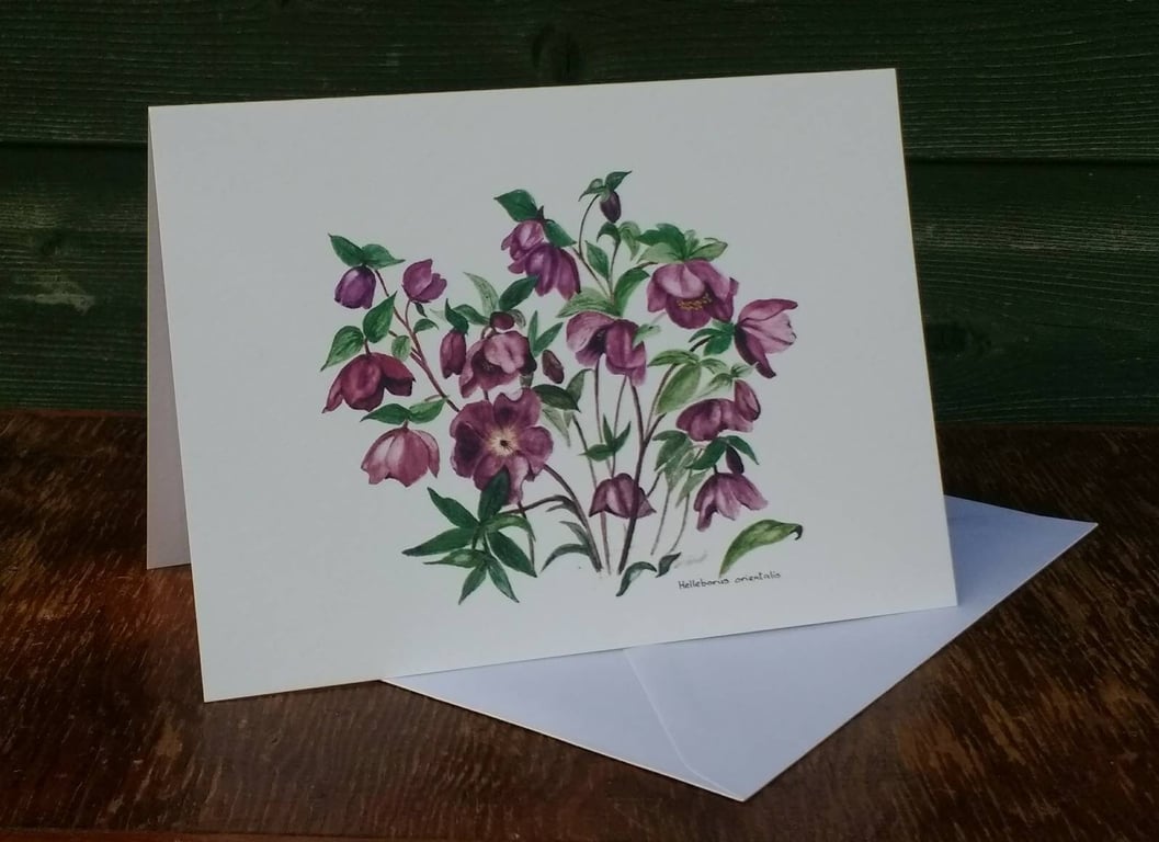 Hellebore greetings card.