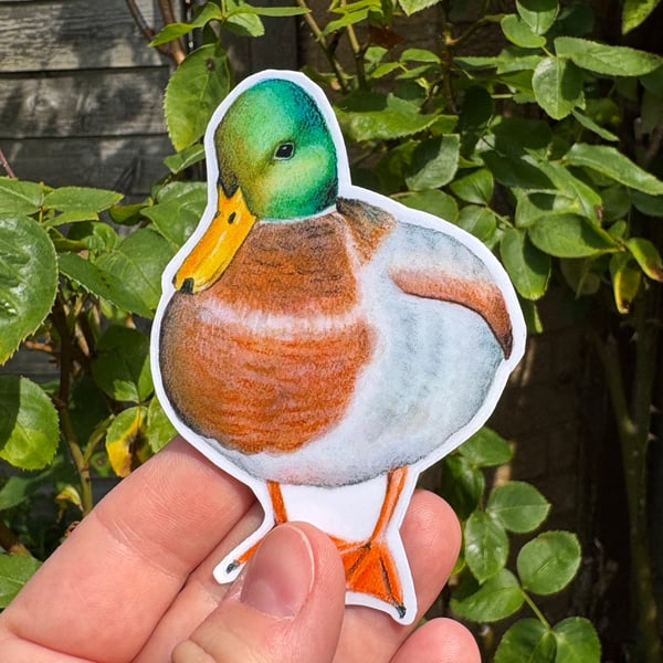 Mallard Duck Sticker