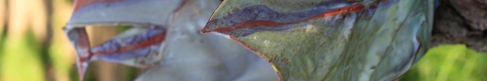 finspottery